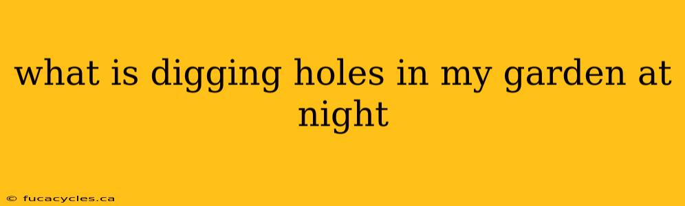 what is digging holes in my garden at night