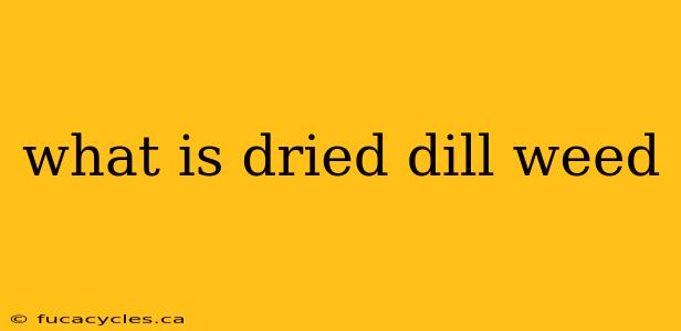 what is dried dill weed