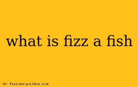 what is fizz a fish