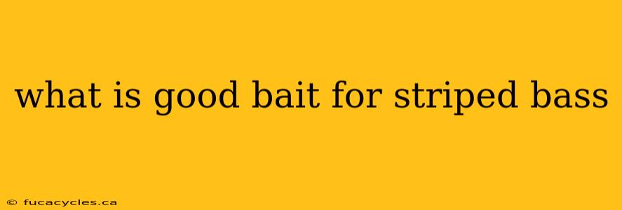 what is good bait for striped bass