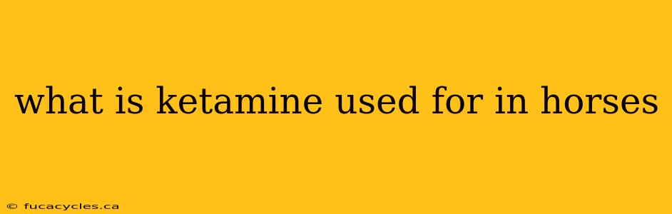 what is ketamine used for in horses