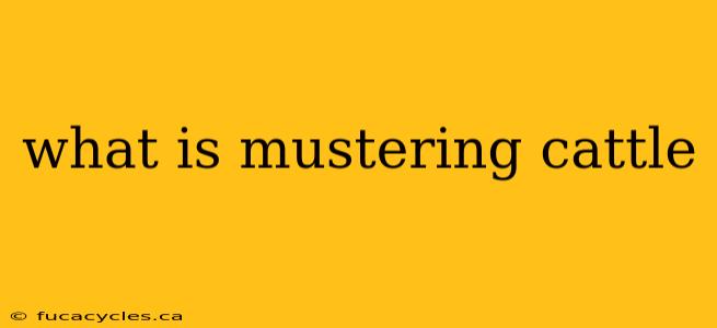 what is mustering cattle