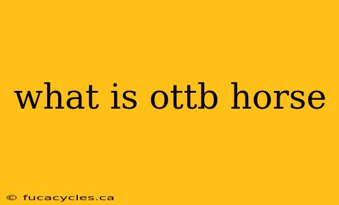 what is ottb horse