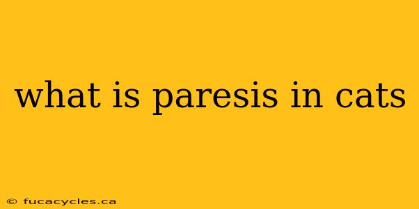 what is paresis in cats