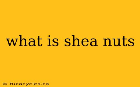 what is shea nuts