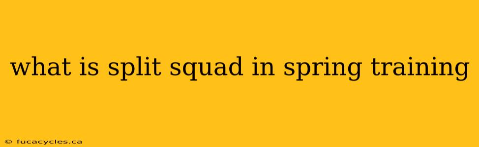 what is split squad in spring training