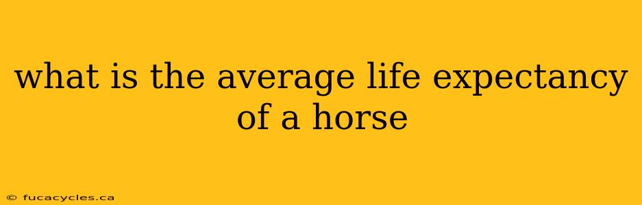 what is the average life expectancy of a horse