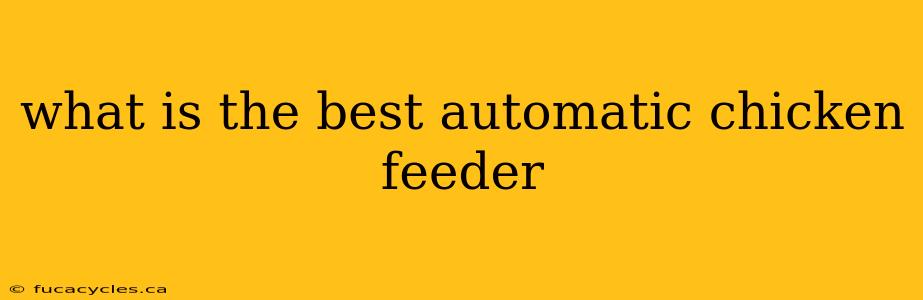 what is the best automatic chicken feeder