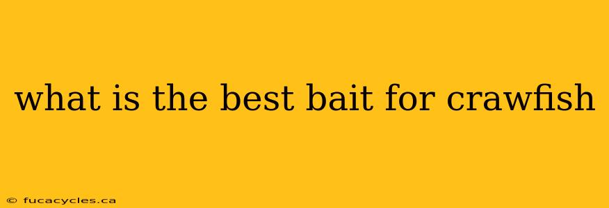 what is the best bait for crawfish