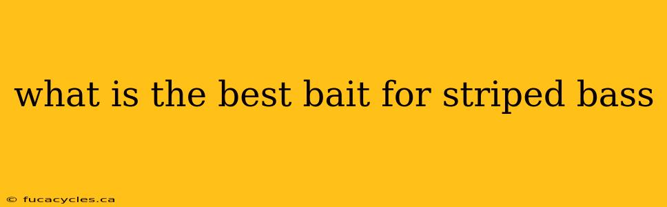 what is the best bait for striped bass