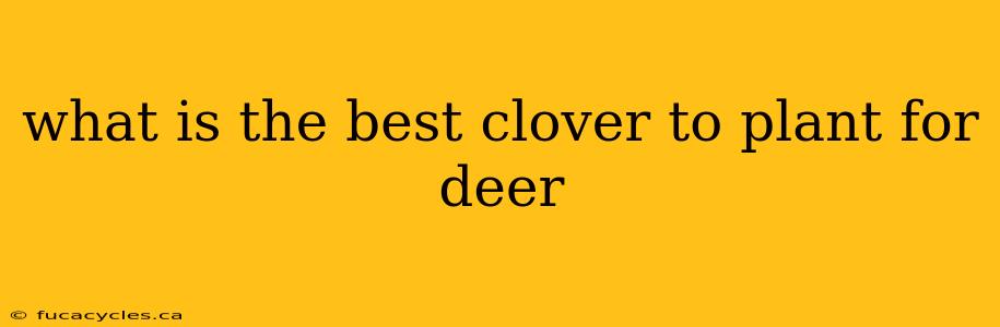 what is the best clover to plant for deer