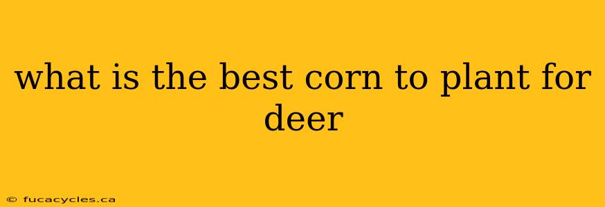 what is the best corn to plant for deer