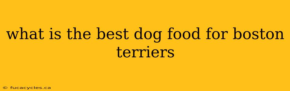 what is the best dog food for boston terriers