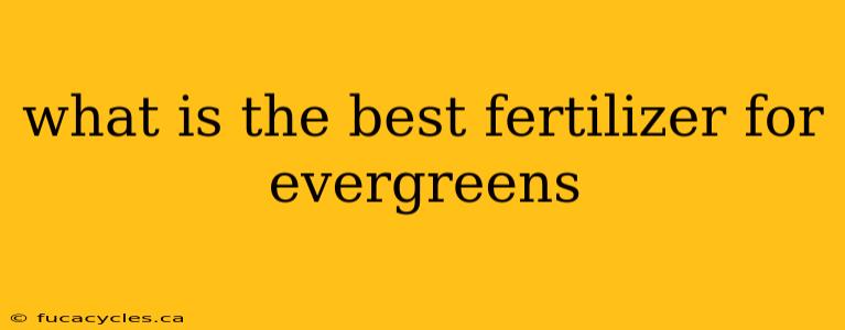 what is the best fertilizer for evergreens