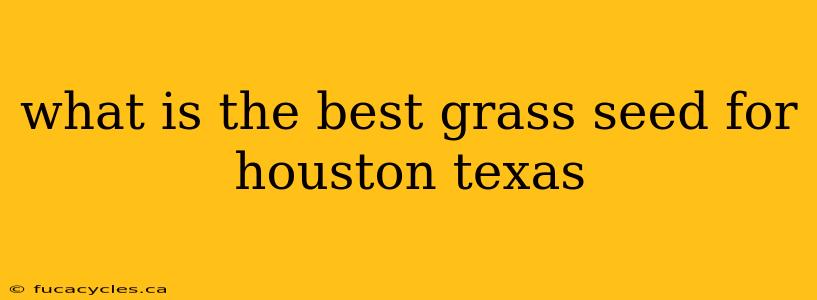 what is the best grass seed for houston texas