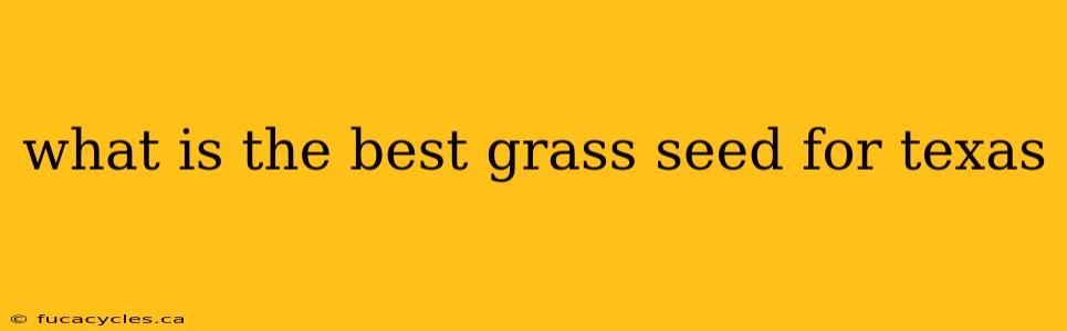 what is the best grass seed for texas