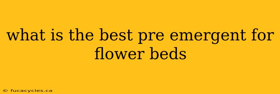 what is the best pre emergent for flower beds