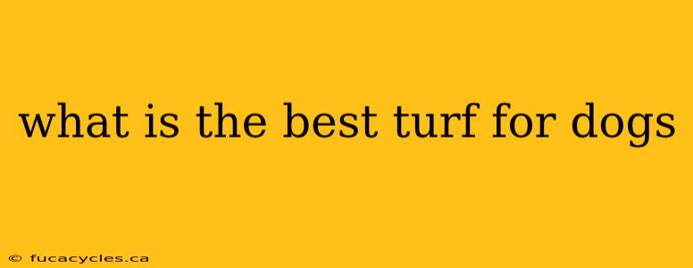 what is the best turf for dogs