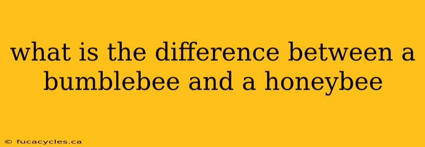 what is the difference between a bumblebee and a honeybee