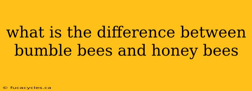 what is the difference between bumble bees and honey bees