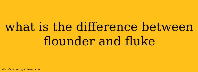 what is the difference between flounder and fluke