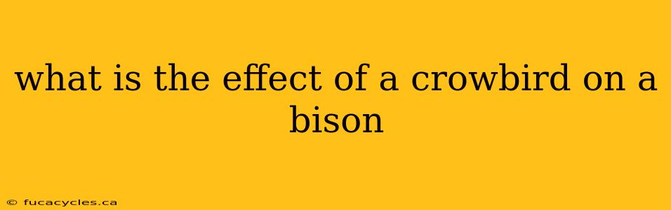 what is the effect of a crowbird on a bison