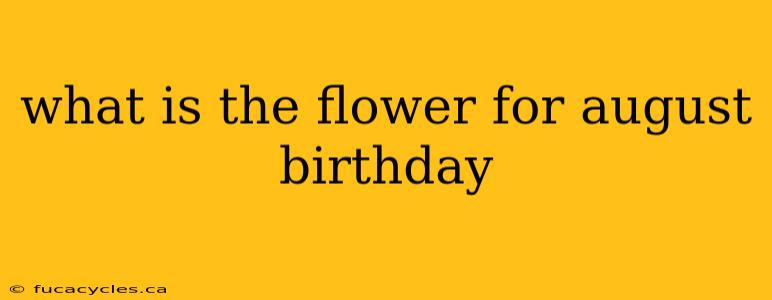 what is the flower for august birthday