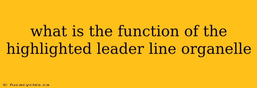 what is the function of the highlighted leader line organelle