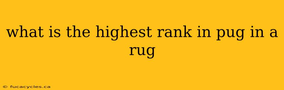 what is the highest rank in pug in a rug