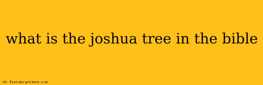 what is the joshua tree in the bible