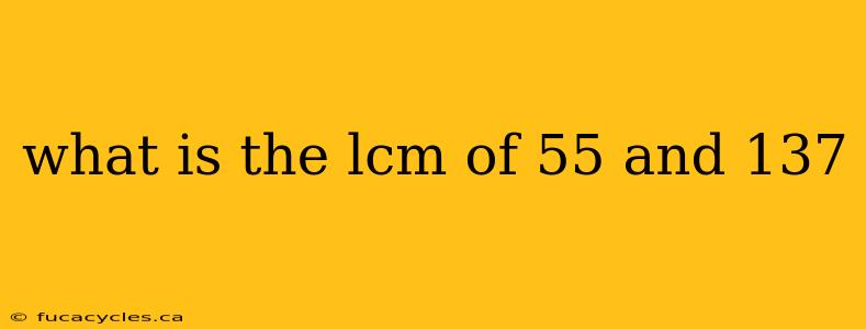 what is the lcm of 55 and 137