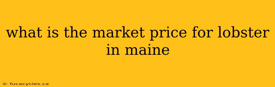 what is the market price for lobster in maine