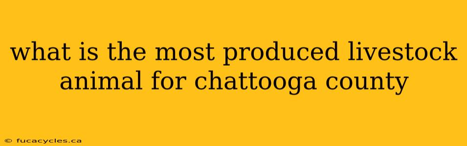 what is the most produced livestock animal for chattooga county