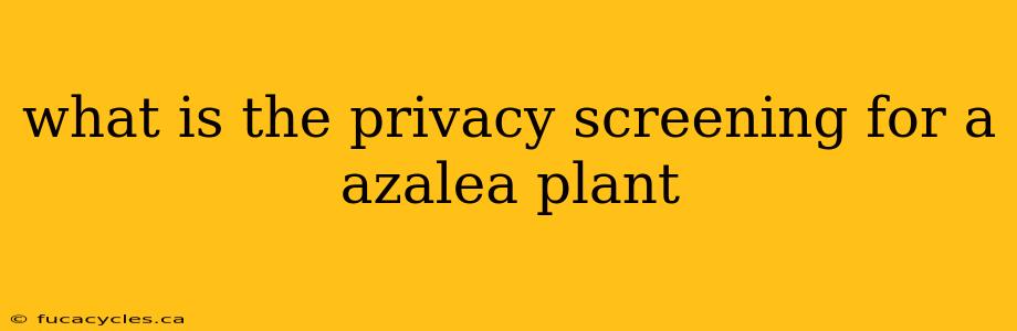 what is the privacy screening for a azalea plant