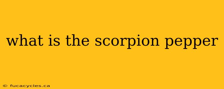 what is the scorpion pepper