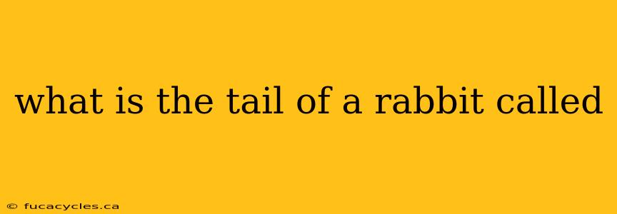 what is the tail of a rabbit called