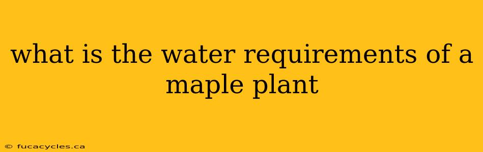 what is the water requirements of a maple plant