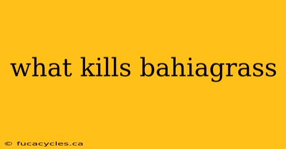 what kills bahiagrass