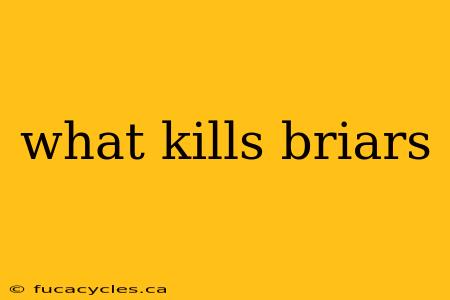 what kills briars