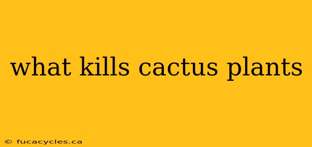 what kills cactus plants