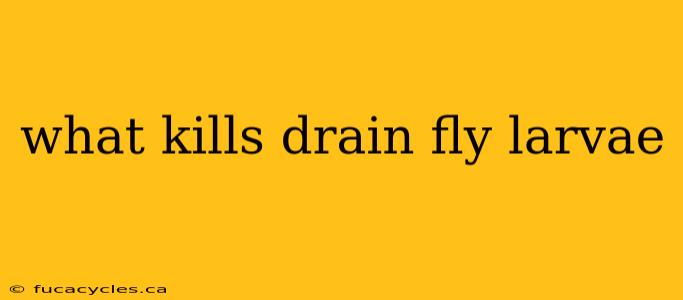 what kills drain fly larvae