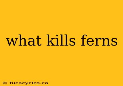 what kills ferns