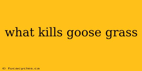 what kills goose grass