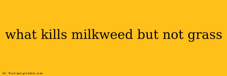 what kills milkweed but not grass