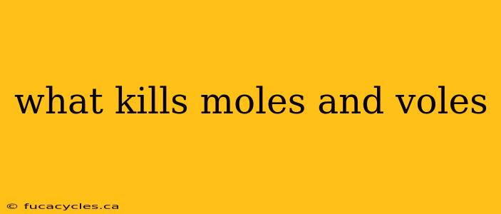 what kills moles and voles