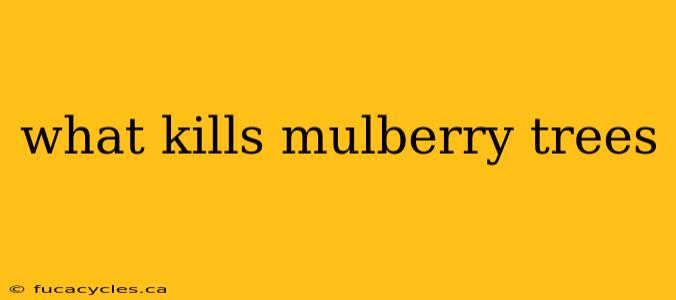 what kills mulberry trees