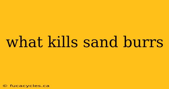 what kills sand burrs