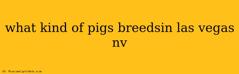 what kind of pigs breedsin las vegas nv