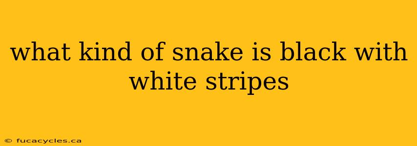 what kind of snake is black with white stripes