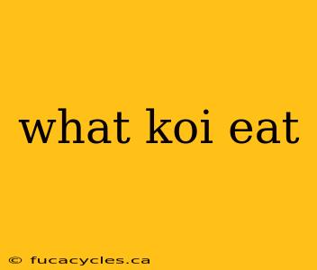 what koi eat